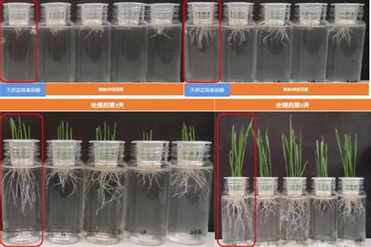 硫酸亚铁和磷酸二氢钾哪个浇花好