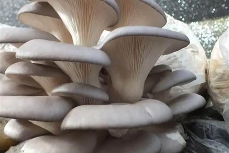 油菜施什么样的硼肥最好