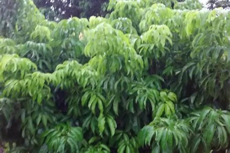 荔枝谢花后大量落果怎么办,如何处理？