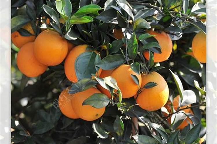 土豆的需肥规律