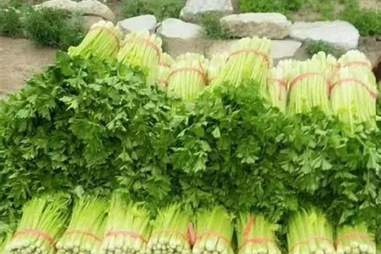 氯化钾肥料能用在什么植物上