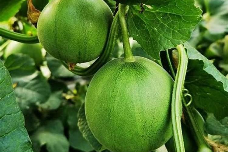 甜瓜座果期用什么叶面肥效果好？甜瓜挂果期用哪种水溶肥效果好？