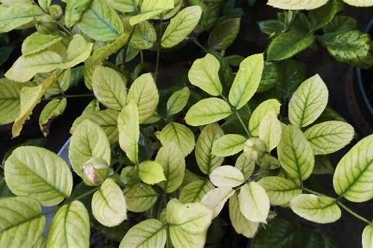 月季怎样喷施叶面肥？