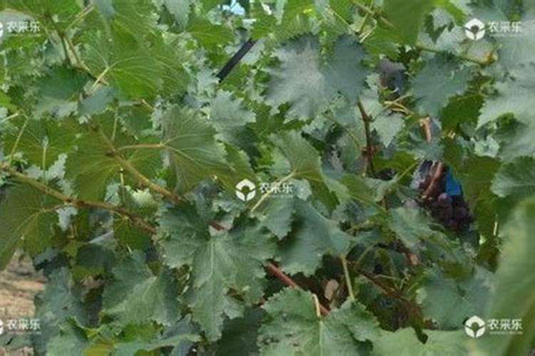 氨基酸水溶肥十大品牌