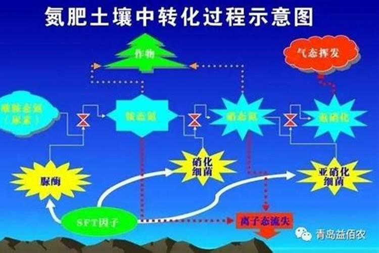 请问硝化作用不是有利于农作物吗？为什么还会导致氮肥的流失？