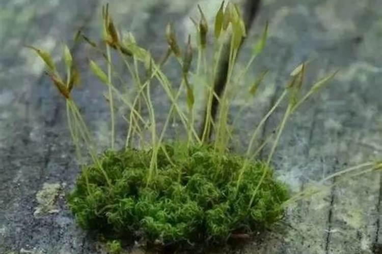如何用水苔养石斛
