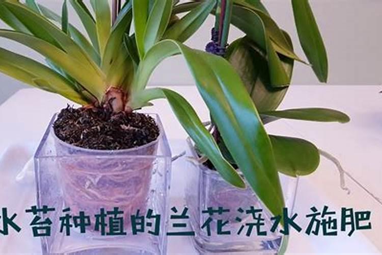 铁皮石斛在木桩上怎么养？