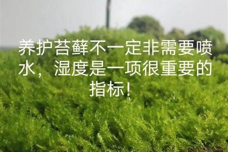 蝴蝶兰快死了怎么办