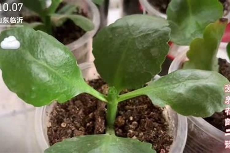 长寿花长了花苞还用施肥吗