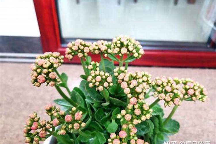 长寿花有花苞了能施肥吗