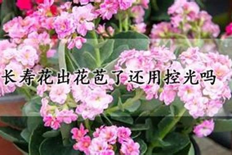 长寿花有花苞能施肥吗