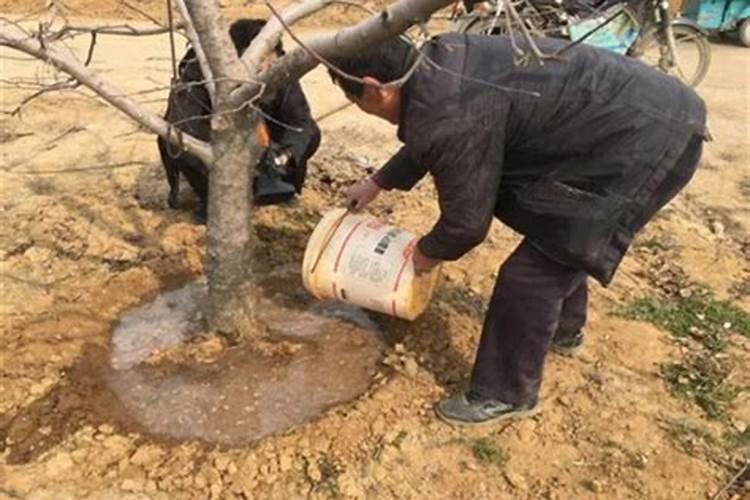 以色列海法水溶肥
