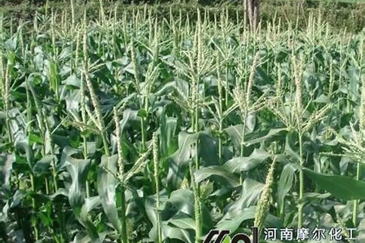 玉米水溶肥的使用方法