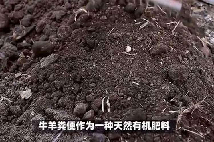 泥土很硬怎么样泥土松软？