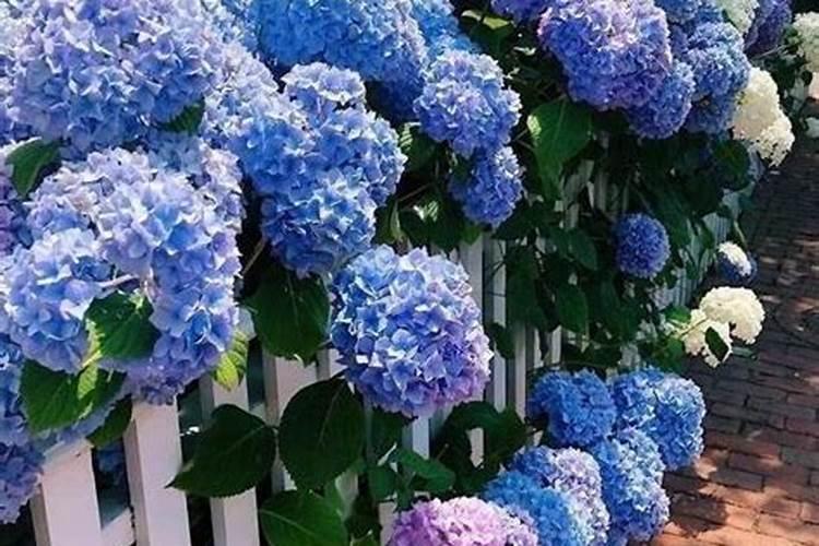 猕猴桃钙肥什么时候施最好