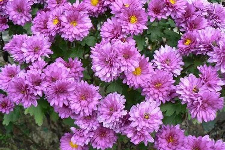 小麦为什么要喷锌肥 小麦缺锌的危害及喷锌方法