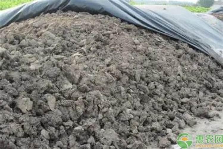 省人工省成本的甜瓜地爬栽培技术你知道么？