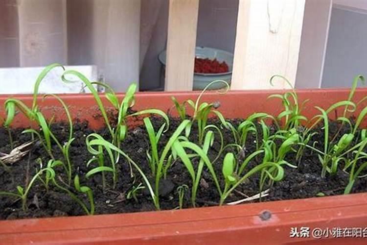 菠菜枯萎病防治方法