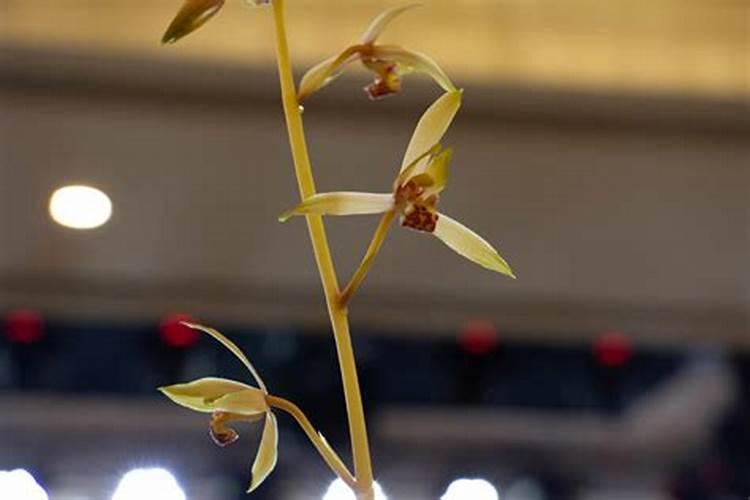 柑橘保花保果用什么药最好