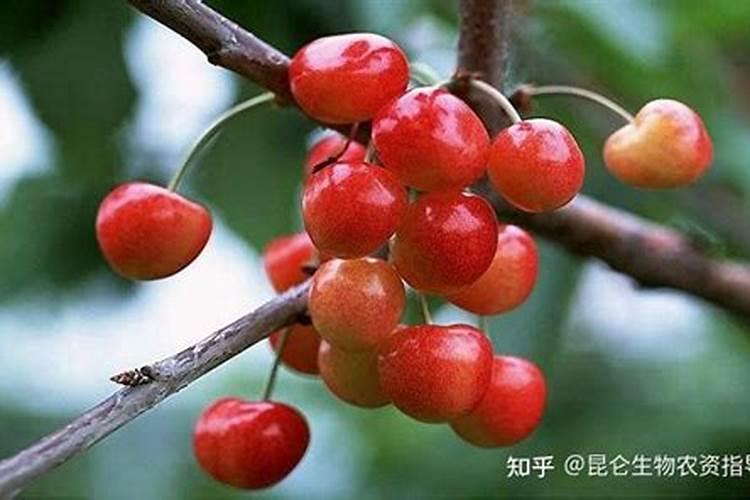 大樱桃膨果期用什么肥