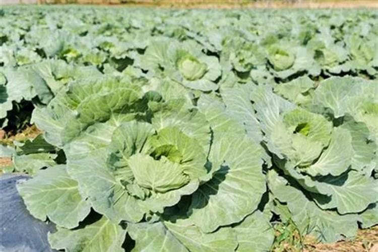 露地甘蓝春茬栽培怎样进行配方施肥？