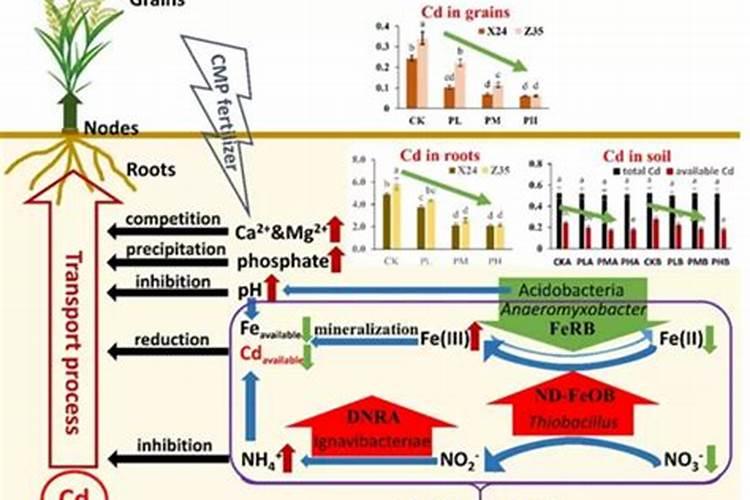 钙肥不能和哪些肥料共用