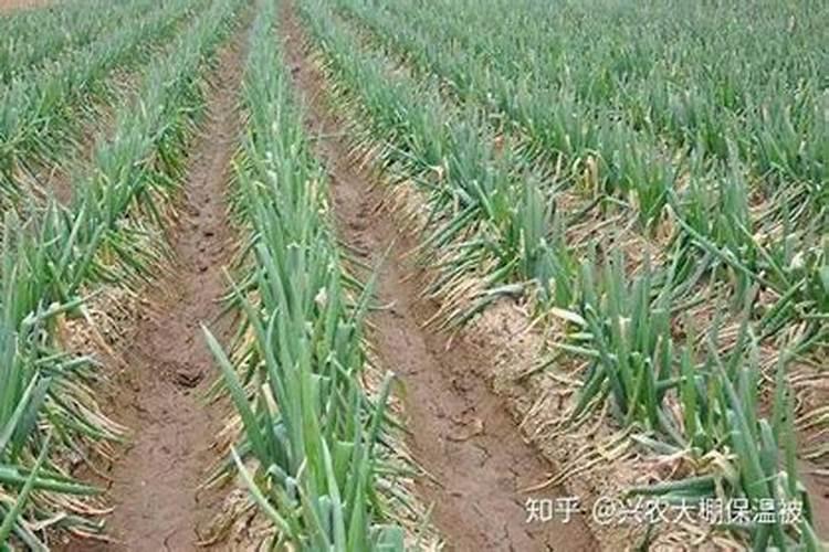 白菜一亩地产多少斤