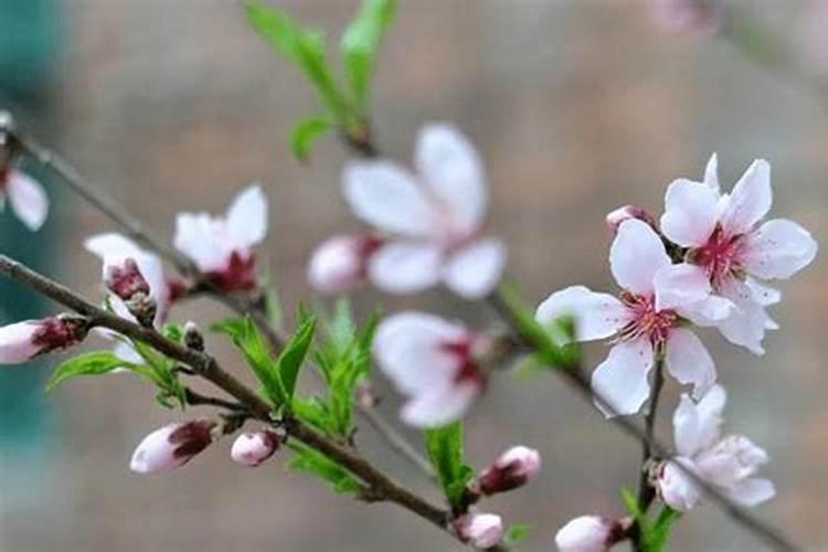 桃树花期打什么药坐果