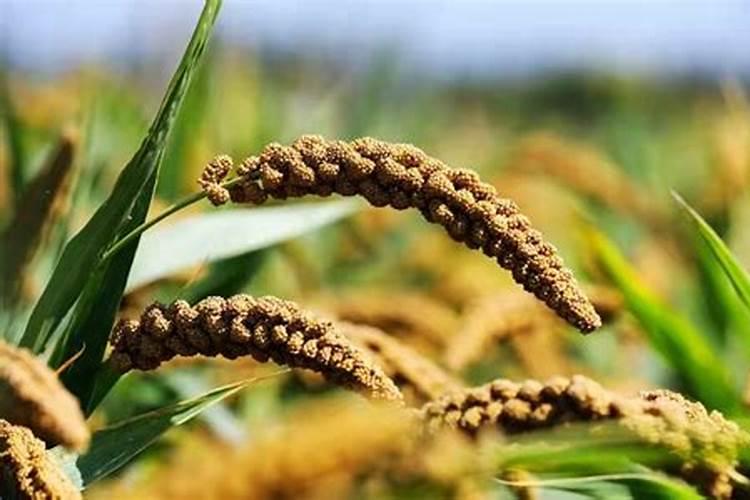 谷子拿出穗子还能喷叶面肥吗？