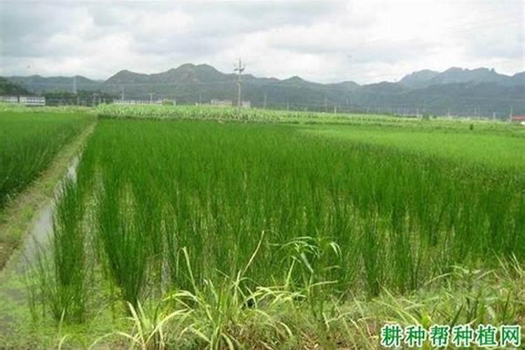 马蹄生理性红尾病很常见,该怎么防治？