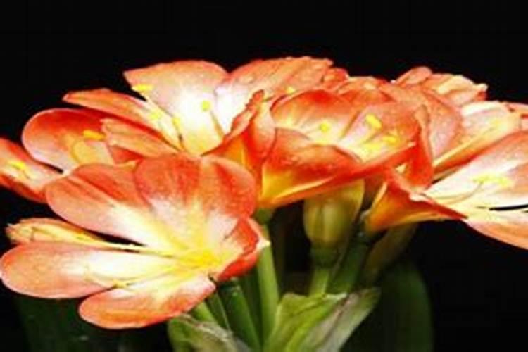 花生肥氮磷钾最佳配方