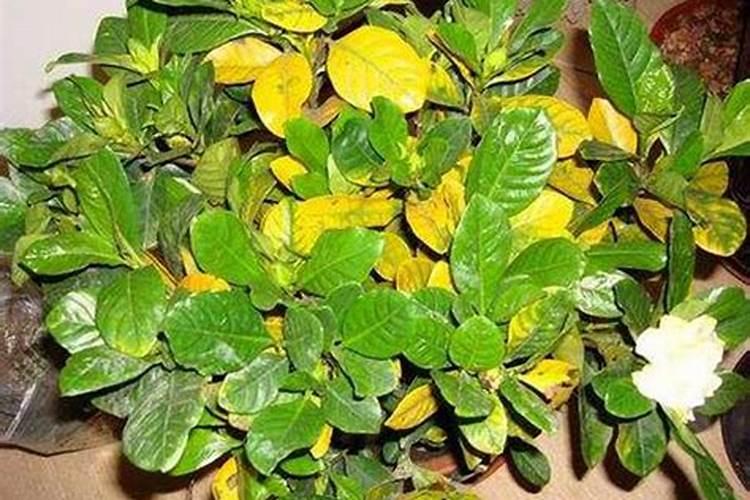 家里种了很多茶花,怎样才能让茶花的叶子变得油光发亮？