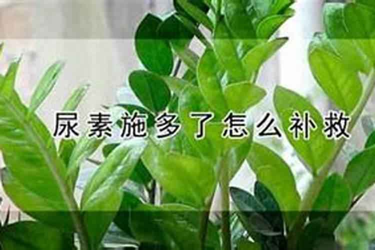 绿萝蔫巴了咋办啊!! 在线等？