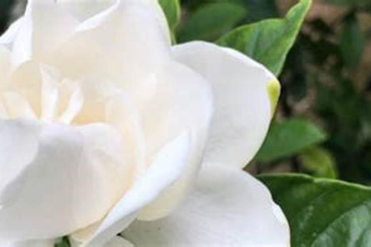 花施肥施多了怎么办