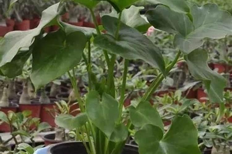 多肉氮肥多久施一次 多久施一次多肉氮肥最好？