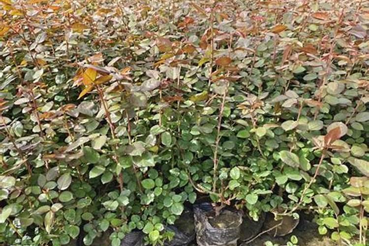 月季花可以用磷酸二氢钾肥吗(盆栽月季施什么肥最好)