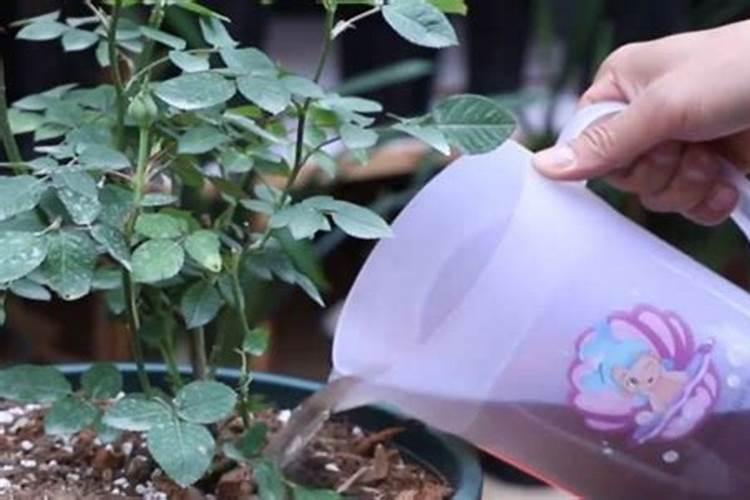 月季花施磷酸二氢钾肥料的正确用法
