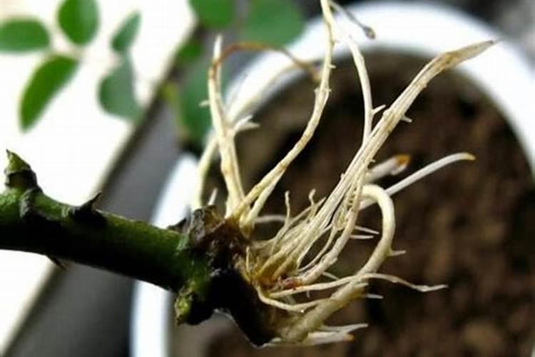 月季花上什么肥料长的好