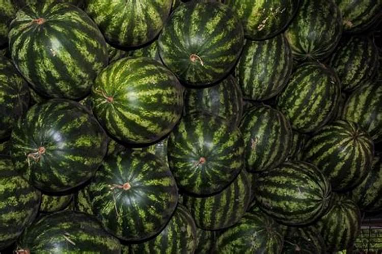 种西瓜用什么肥料？最新西瓜施肥技术指导!