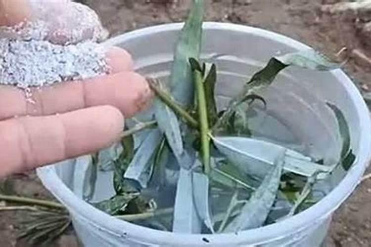 竹子种植如何施肥