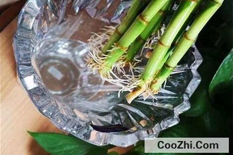 富贵竹用什么肥料好？