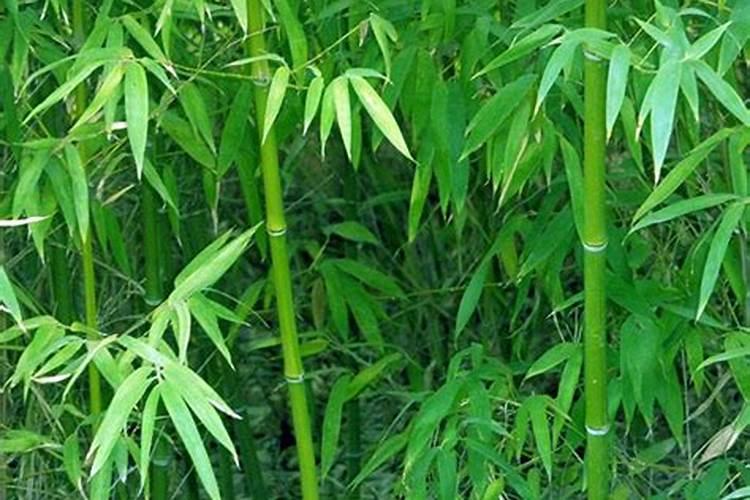 地栽竹子施什么肥料加什么水最好？