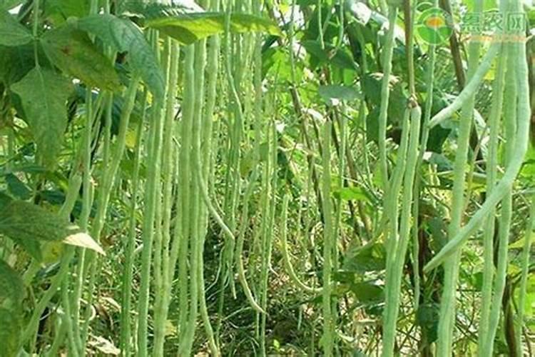 豆角种植技术与管理方法