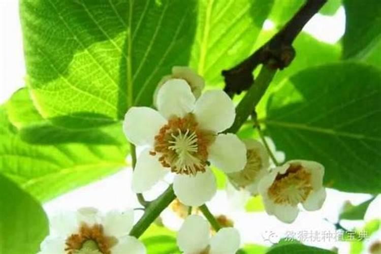 高产芒果需要掌握什么种植技巧 芒果施肥方法介绍