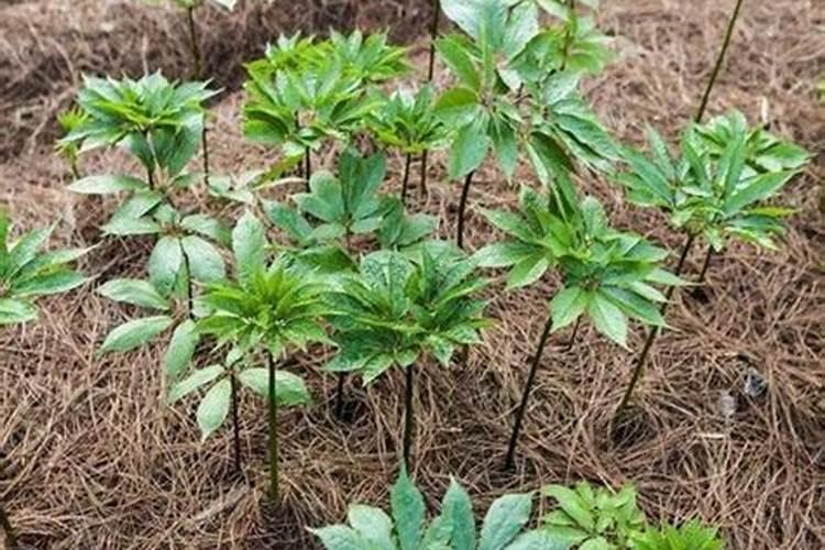 尿素对三七作用是什么？？？