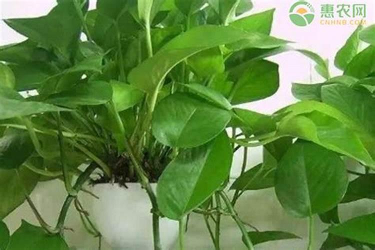 100/45个含量的复合肥好还是高氮复合肥好