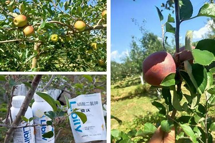 芒果施肥时间和方法简介