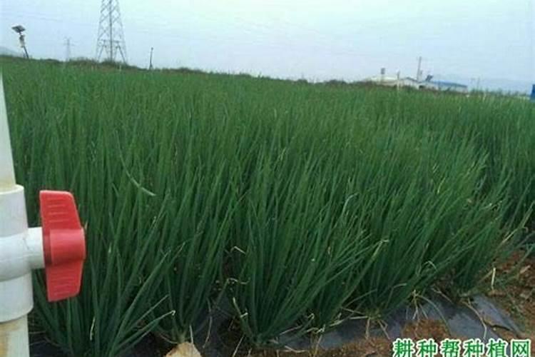 盆栽小香葱的种植方法