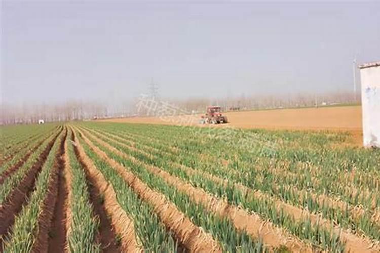 小香葱施什么肥料长得粗壮