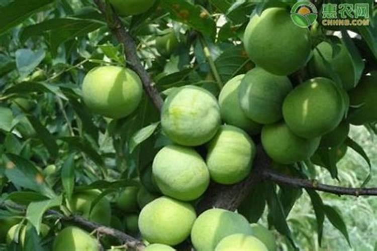 西兰花里含钾吗